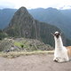 Lama w Machu Picchu 