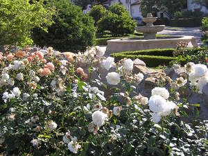 Wielkanoc 2009: ogrod rozany z zyczeniami fajnych Swiat Wielkiej Nocy dla Znajomych i wszystkich Kolumberowcow!