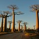 Aleja Baobabow