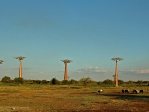 Aleja Baobabow