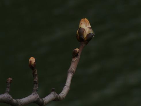 Dsc09029