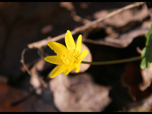 Wiosna