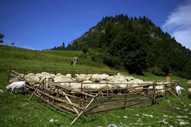 Pieniny