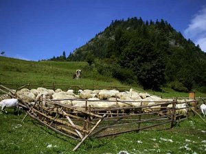 Pieniny