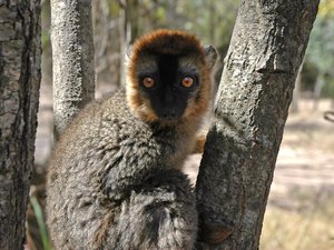 Lemur w Isalo