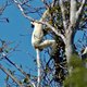 Sifaka Deckena w Tsingy