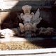Rzymskie fontanny 1
