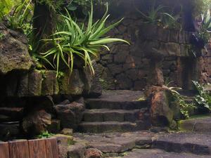 Jameos del Aqua - aloes