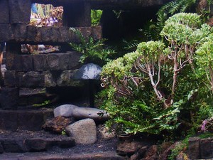 Jameos del Aqua