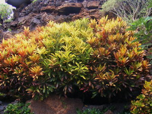 Jameos del Aqua