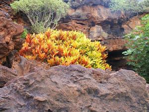 Jameos del Aqua