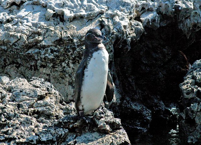 Pingus z Galapagos