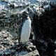 Pingus z Galapagos