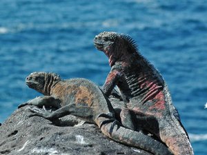 Galapagos, iguana morska 