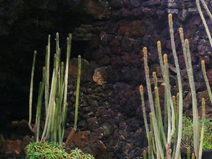 59351 - Lanzarote Jameos del Agua