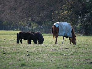 59503 - Londyn Osterley Park i okolice