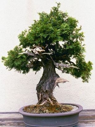 Thuja bonsai