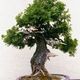 Thuja bonsai