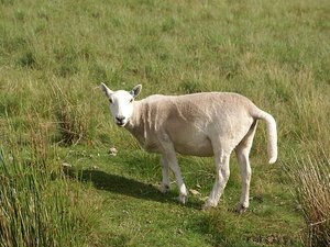 Brecon Beacons owca