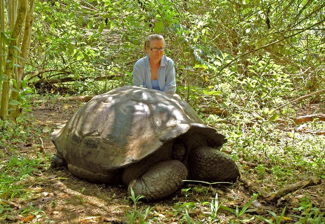 Gigant z Galapagos