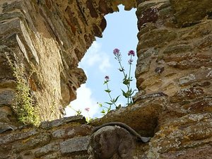 St. David's ruiny pałacu biskupiego okno, rzeźba i kwiaty