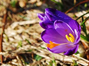 krokus o poranku ;)