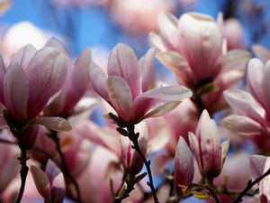 Sezon magnoliowy w pełni