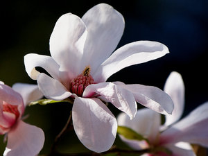 Sezon magnoliowy w pełni