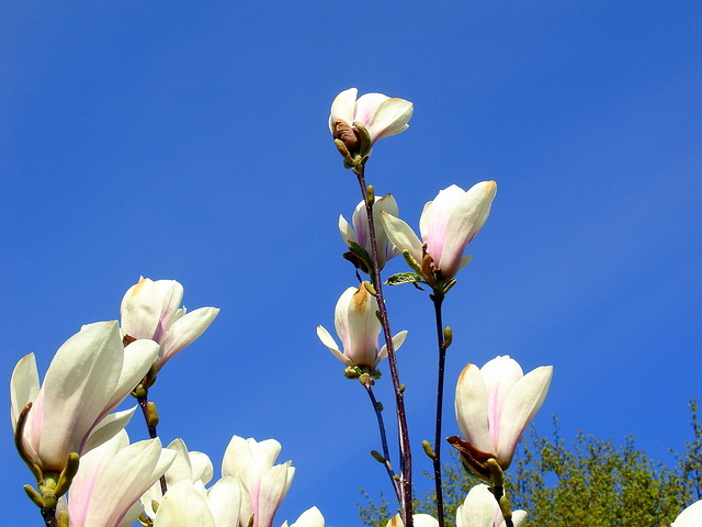 Magnolie....