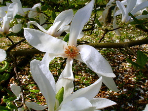 Kwiatek