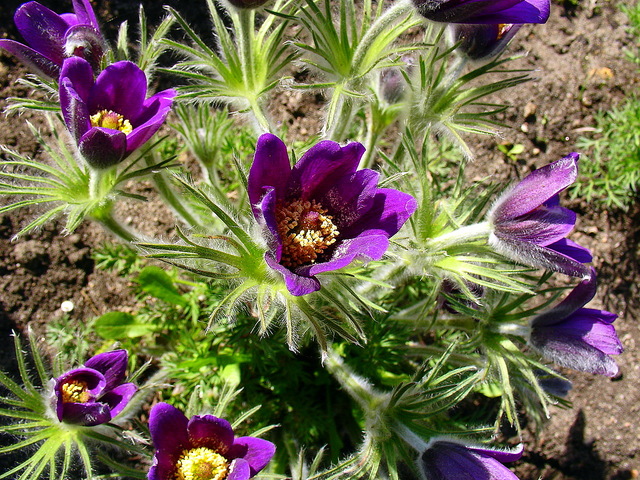 Fioletki