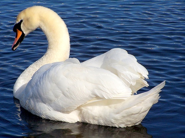 łabędż