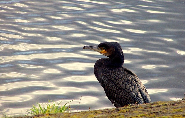 kormoran nad rzeką Ness