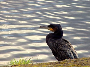 kormoran nad rzeką Ness