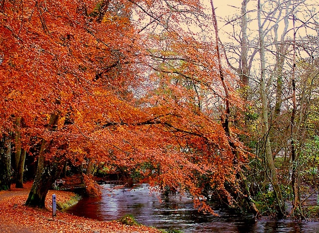 jesień w parku w Inverness