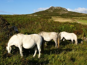 Konie w pobliżu St. Davids Head