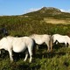 Konie w pobliżu St. Davids Head