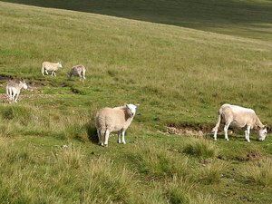 Brecon Beacons National Park owce