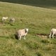Brecon Beacons National Park owce
