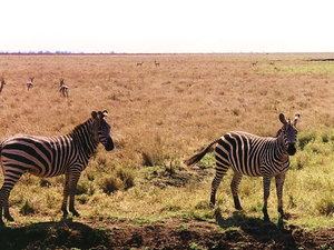 Kenia, Tsavo East