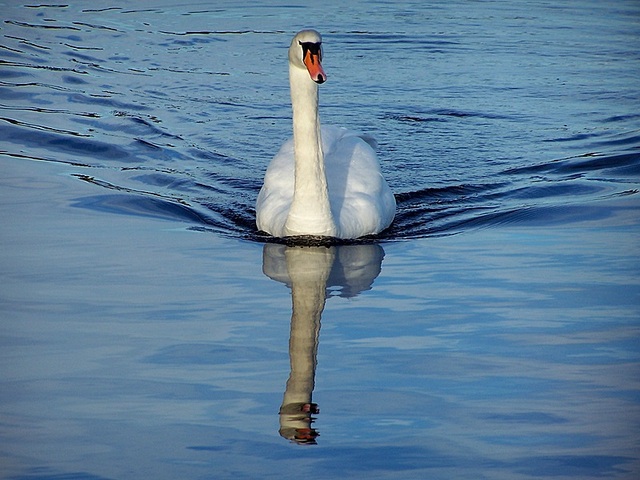 łabędż na Caledonial Canal