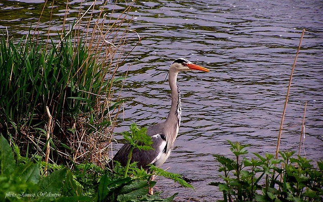 nad rzeką Ness