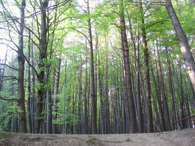 Ojców