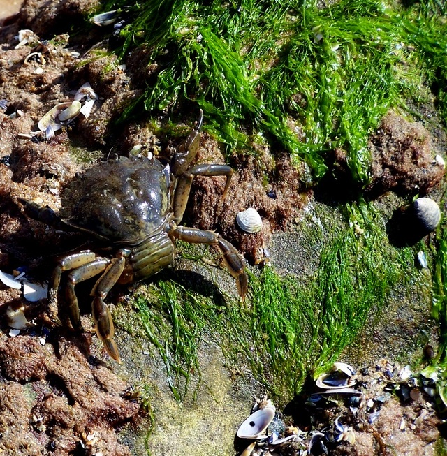 krab na plaży