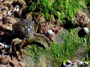 krab na plaży