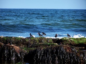 z plaży w Dornoch