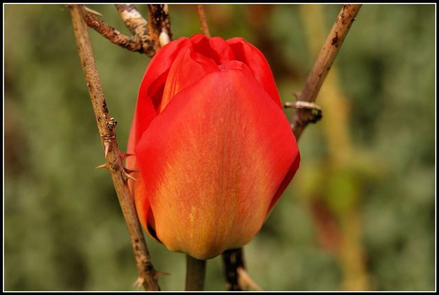 Tulipany