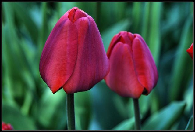 Tulipany1