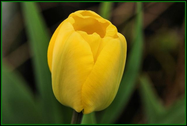 Tulipany2