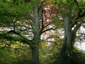 66254 - Londyn Hampstead Heath